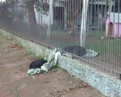 Puppy Drags Her New Blanket Outside To Share With A Cold Stray Dog