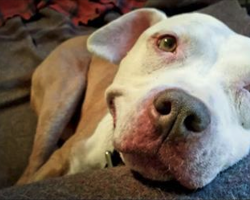 Man Spots Stray Puppy In School Yard, Then Throws Him In Car And Realizes Dog Can’t Stop Smiling