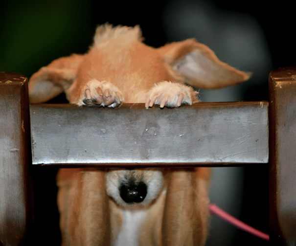 dog-behind-beam