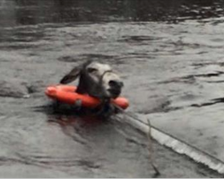 Strangers rescue donkey stranded in flood waters and are in stitches when he says thank you