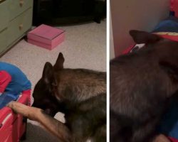 German Shepherd helps his human get ready for bed, then ‘tucks him in’ in adorable fashion