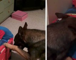 German Shepherd helps his human get ready for bed, then ‘tucks him in’ in adorable fashion