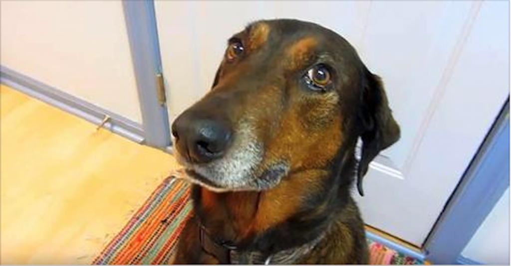 Mom Suspects Pup Ate Food Off The Counter. His "Confession" Has