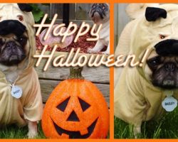 10 More Awesome Halloween Costumes For Pugs