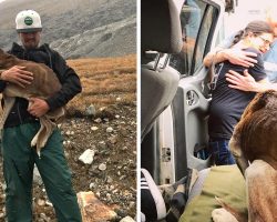 Hikers Rescue Starving Dog Trapped For 6 Weeks On A Mountain