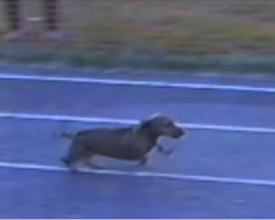 Hilarious Dog Cheats And Wins The Race. But You’ll See Why Nobody Seemed To Mind.