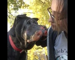 Woman Rescues Stray Dog With Tumors – One Day, He Let’s Her Know It’s Time