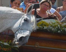 Horse Attends Owner’s Funeral, Catches His Scent And Breaks Down In Final Goodbye