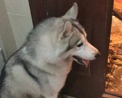 Family left Husky alone for 3 hrs. What they came home to left them floored and us laughing!