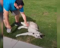 Clever Husky Refuses To Leave Park – Dad Finally Outsmarts Him