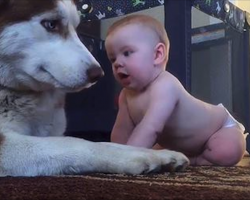 Infant Crawls Up And Reaches For Husky. Dad’s Captured Footage Goes Viral
