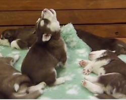 Baby Husky Tries To Howl But He Sounds Just Like Chewbacca