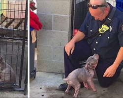 Sick Stray Puppy Is Sad At Shelter, Until She Reunites With The Firefighter Who Saved Her From Abuse