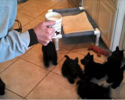 Puppies Crowd Around Milk Bowl To Produce “Scottie Pinwheel”