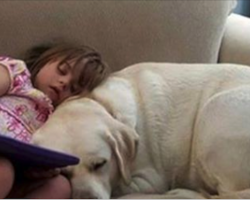 Dog Senses 4-Year-Old Girl’s Blood Sugar Level Changing To Unsafe Level And Alerts Parents