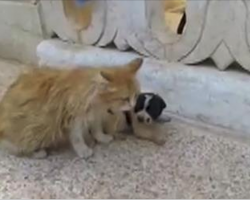 Motherless Puppy is Crying for Someone to Save Him. Cat Hears Him and Her Reaction is Just Precious!