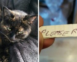 Cat Comes Home With Paper Tied To Her Collar, Then Dad Realizes It’s A Note From The Neighbors