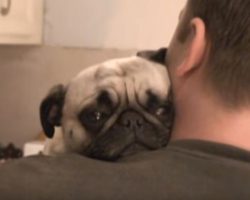 (VIDEO) Dad Asks His Pug for a Hug. His Response? PRICELESS!
