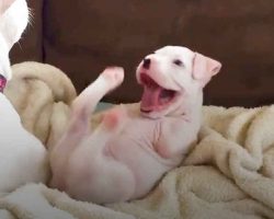 Puppy Born Without Front Legs Loves His Foster Dad