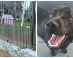 Puppy Drags Brand New Blanket Outside-When Owners See Why, They’re Left In Tears