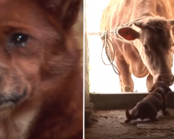 Dog breaks down crying because his owners are forced to sell the cow that raised him