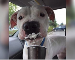Shelter Takes Dogs Out For Puppuccinos To Help Them Get Adopted