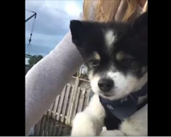 Pup Goes On Bike Ride With Mama, But Within Moments Has Everyone In Laughter