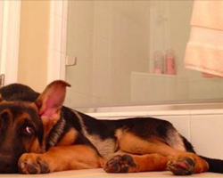 Dad Wants To Sing In The Shower – German Shepherd’s Comeback Has Internet In Stitches
