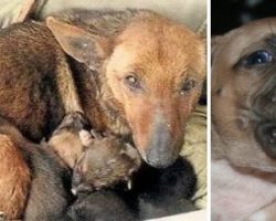 Stray Dog Found Warming Shivering Puppies, Rescuers Shocked To See What Else She’s Protecting…