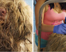 Dog Groomer Opens Shop In Middle Of Night To Give Stray Dog Haircut, Finds Real Beauty Beneath Matted Fur