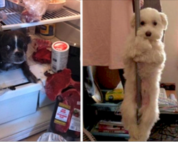 19 Pets Who Swear Up And Down It’s Not What It Looks Like