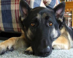 10 Statements That Only True German Shepherd Dog Owners Will Understand