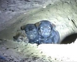 Man Tries Saving 8 Pups From Cave – Gets Beautiful Surprise After Second Look