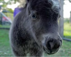 Tiny foal walks up to the camera. But in a flash — try not to smile at this incredible display