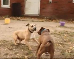 Two Former Fighting Dogs Meet For The First Time – Their Reaction Leave Everyone in Tears