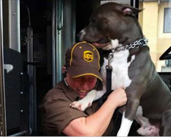 UPS driver finds pit bull waiting for him every day. The 2 are ‘family’ after tragic incident