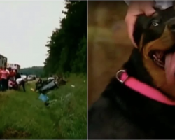 Woman Saves Dog From Wreck. Dog Takes Her Back To Woods, Then Makes A Surprising Discovery