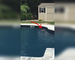 Woman Sees Strange Animal In Her Pool, She Realizes It’s Not A Dog And Grabs The Camera