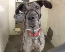 Young Great Dane Pup Mercilessly Surrendered To Kill Shelter, Cries Before He Sleeps