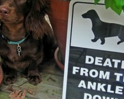 14 Hilariously Clever And Unique ‘Beware Of Dog’ Signs