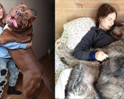 20 Big Dogs Who Really Don’t Know How Big They Are