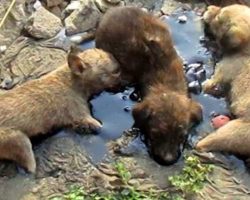 3 Puppies trapped in pool of tar unable to move – then some heroes find them and act quickly