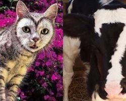 35 Animals With Markings You Have To See To Believe