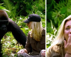 6 Years After Raising Wild Gorilla He Introduces His Wife, Despite The Warnings, She Gets Too Close