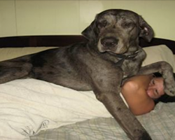 25 Hilarious Dogs Who Just Don’t Understand The Concept Of Personal Space