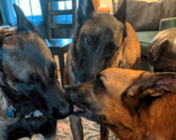 Dogs Give Kisses To Their Brother Just Before Saying Their Final Goodbyes