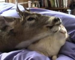 They Adopted Orphaned Baby Deer But Did Not Expect He Would Love Cat So Much!