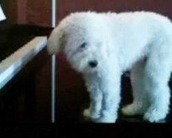 Adorable pup plays the blues when his daddy is away