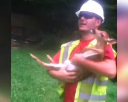 Worker Saves Deer And Rubs His Belly. His Reaction When He Releases Him Has Internet In Stitches