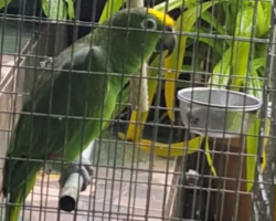 Beautiful Parrot Is Sat In Porch, But Listen Very Closely When It Starts To Rain. It’s Incredible